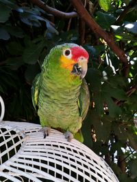 Close-up of parrot perching on tree