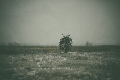 Plants on field against sky