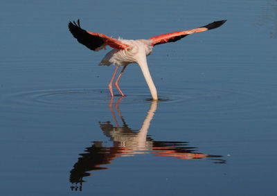 Bird flying over lake