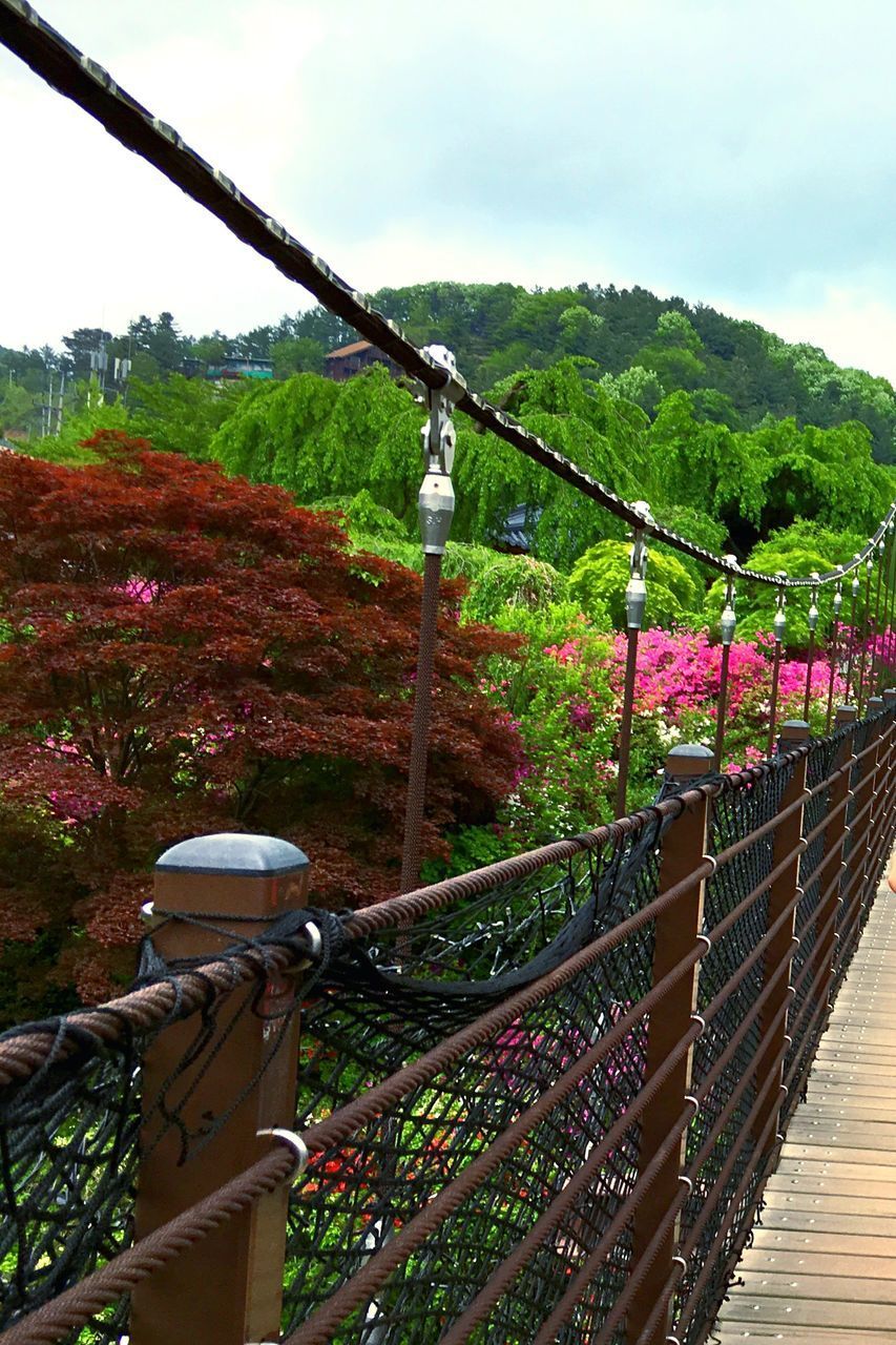 FOOTBRIDGE AGAINST TREES