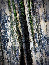 Close-up of reflection of trees in water