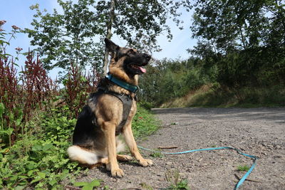 Dog looking away on land