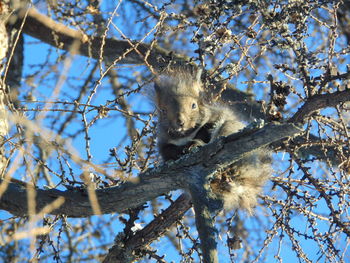 Low angle view of squirrel sitting on tree