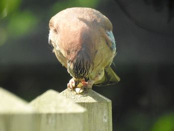 Close-up of bird perching on wood