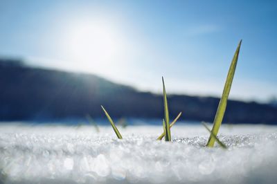 Close-up of snow on plant during winter