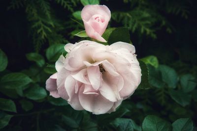 Close-up of pink rose