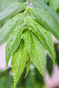 Close-up of wet leaves