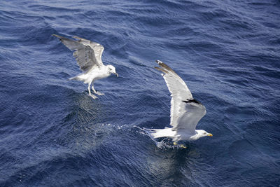 Seagulls flying over sea