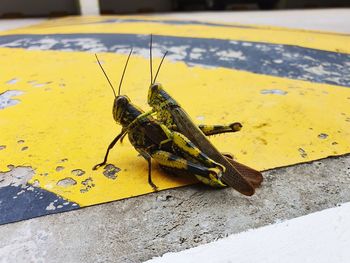 High angle view of insect on yellow footpath