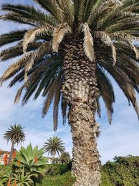 Low angle view of palm tree against sky