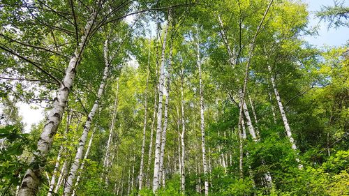 Low angle view of bamboo trees in forest