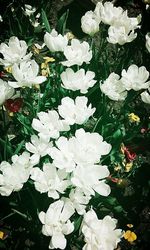 Close-up of white flowers blooming outdoors