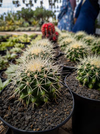 Close up ferocactus glaucescens. a group of ferocactus glaucescens. cactaceae.