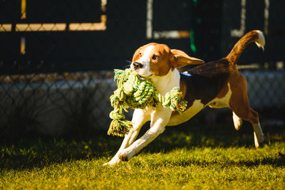 Beagle dog fun in garden outdoors run and jump with rope towards camera. active pet concept