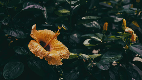 Orange hibiscus flower blooming on nature background