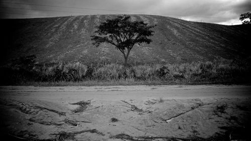 Trees on sand