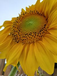 Close-up of yellow sunflower