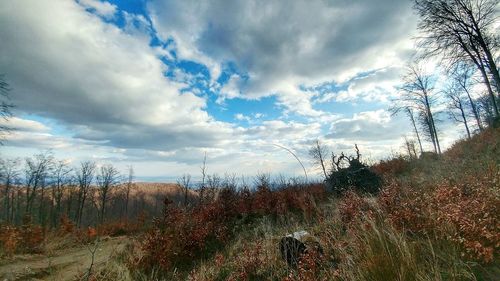 Scenic view of trees against sky