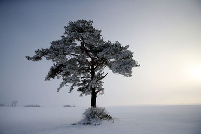 Tree on snow covered field against sky