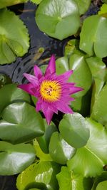 Close-up of lotus water lily in pond