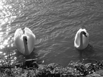 High angle view of swan floating on lake