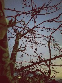 Low angle view of cherry blossoms against sky