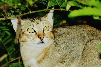 Close-up portrait of cat