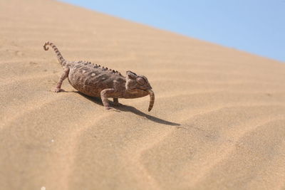 Namaqua chameleon on namibia desert