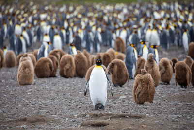 Penguins at beach