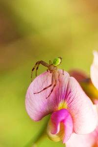 Close-up of insect on pink flower