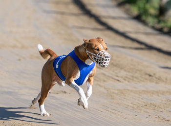 Basenji race 