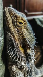 Close-up of lizard