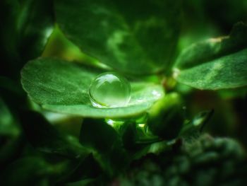 Close-up of water drops on leaves