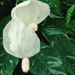 Close-up of white flowers