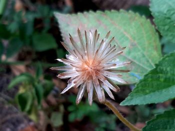 Close-up of flower on plant