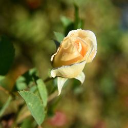 Close-up of fresh flower