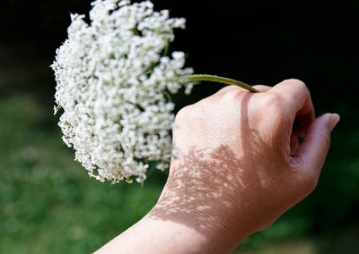 Close-up of hand holding flower
