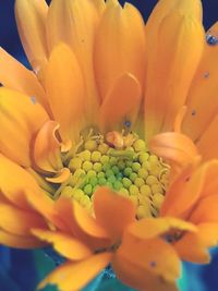 Close-up of fresh yellow flower