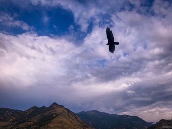 Low angle view of silhouette bird flying against sky