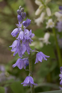 Close-up of purple flowering plant in park