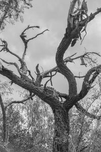 Low angle view of bare trees against sky