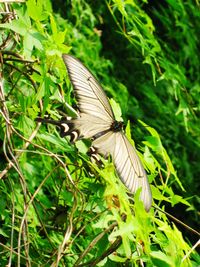 Butterfly on flower