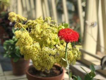 Close-up of potted plant