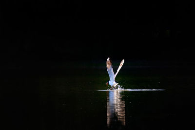Bird flying over lake at night
