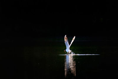 Reflection of man on water against black background
