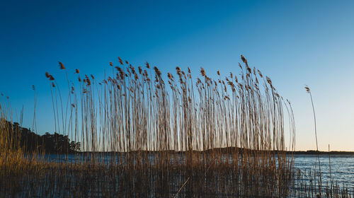 Plants by lake against clear blue sky