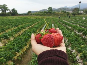 Close-up of hand holding fruit on field