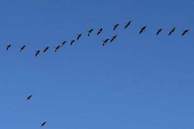 Low angle view of birds flying in sky