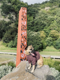 Pug fox terrier on a rock with maori carving new zealand