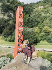 Dog on field